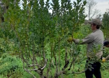 La salida al laberinto de la Yerba Mate