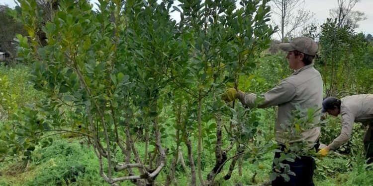 La salida al laberinto de la Yerba Mate