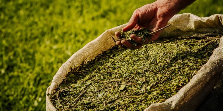 Passalacqua anunció ampliación de créditos yerbateros