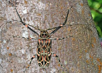 La Legislatura misionera protege la biodiversidad