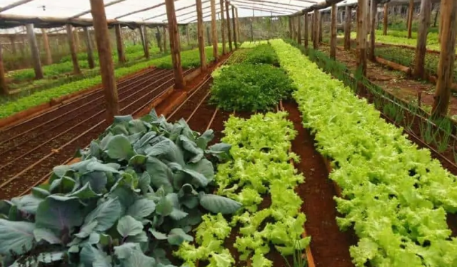 Misiones continúa apostando a la producción sustentable