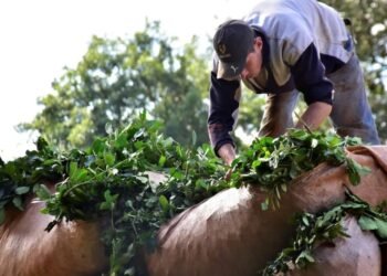 En búsqueda de la rentabilidad perdida