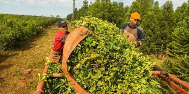 Ygor Sobol: “El productor primario está quebrado, desahuciado, sin esperanzas, muy golpeado financieramente”