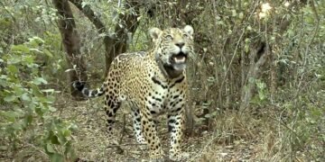 Tragedia: mientras Misiones se afianza como refugio clave del Yaguareté, en el Chaco habrían matado a Açaí, ejemplar símbolo del Impenetrable