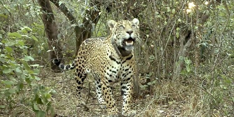 Tragedia: mientras Misiones se afianza como refugio clave del Yaguareté, en el Chaco habrían matado a Açaí, ejemplar símbolo del Impenetrable