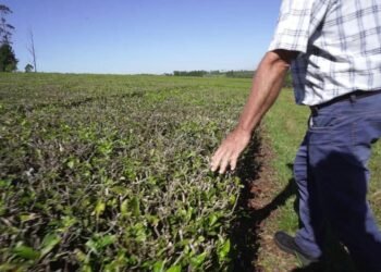 La crisis nacional empuja a productores misioneros a vender sus chacras y crece el interés desde Europa