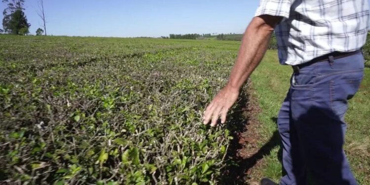 La crisis nacional empuja a productores misioneros a vender sus chacras y crece el interés desde Europa