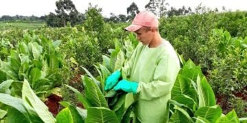 “Más del 95% quiere entregar tabaco”: fuerte malestar de los productores por el bloqueo a la CTM