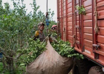 El Gobierno provincial convocó a los actores de la cadena yerbatera para buscar un acuerdo en el precio de la hoja verde