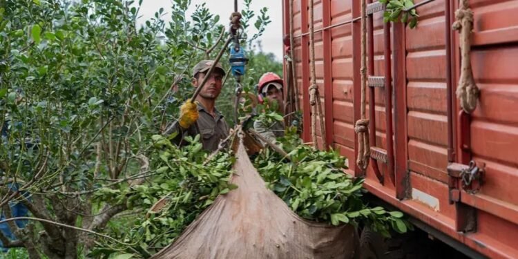 El Gobierno provincial convocó a los actores de la cadena yerbatera para buscar un acuerdo en el precio de la hoja verde