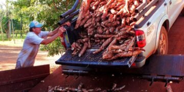 Crisis en el sector de la mandioca: el “oro blanco” misionero entra en zona roja