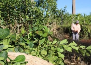 Advierten que un pequeño productor yerbatero pierde hasta $15 millones por cosecha tras la desregulación