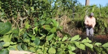 Advierten que un pequeño productor yerbatero pierde hasta $15 millones por cosecha tras la desregulación